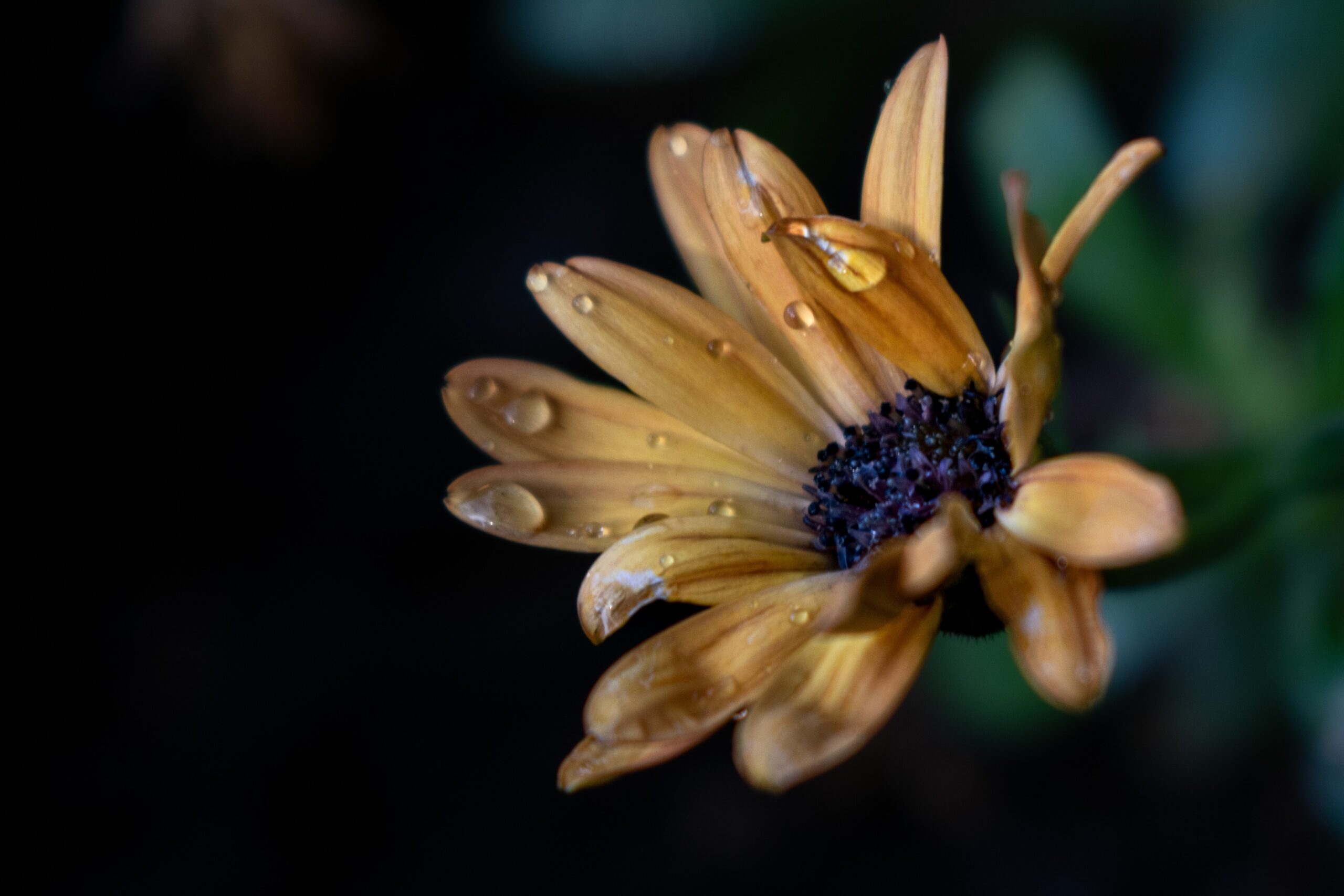 Spring Memorial Service